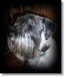 Schnauzer pfeffer salz