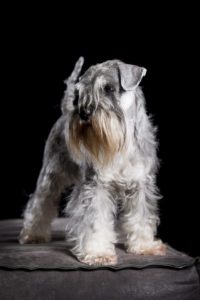 Zwergschnauzer Pfeffer Salz zucht