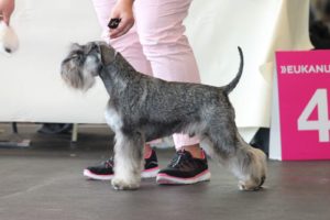Zwergschnauzer Pfeffer salz